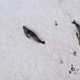 This photo shot by remote-controlled aircraft saved scientists the time and cost of capturing, immobilizing and weighing wild leopard seals. A new study found the drone photos just as effective at gauging the condition of the seals, which reflects the health of the Antarctic ecosystem. Photo credit: NOAA Fisheries/Southwest Fisheries Science Center